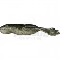 469 Green Frog