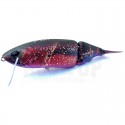 DRT Craw