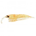 Purpurina naranja