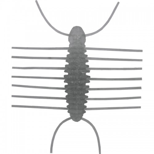 Imakatsu Miharamushi 4cm 379
