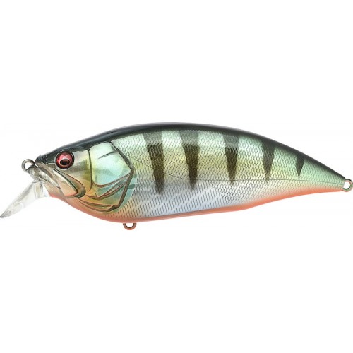 GG RED FIN PERCH (SP-C)