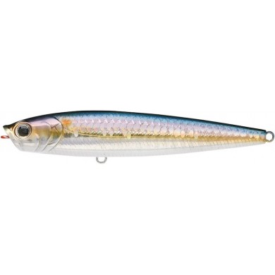Cebra MS Sábalo americano