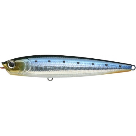 Sardina cebra