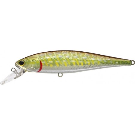Lucioperca Aurora