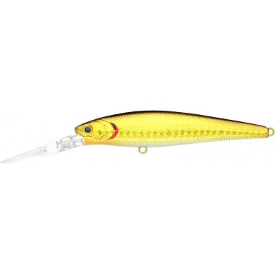 Salty Zebra Aurora Gold