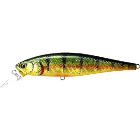 Perca aurora dorada