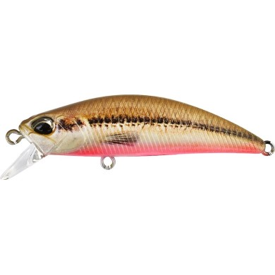 ACC4824 Peces Red Belly