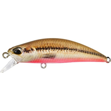 ACC4824 Peces Red Belly