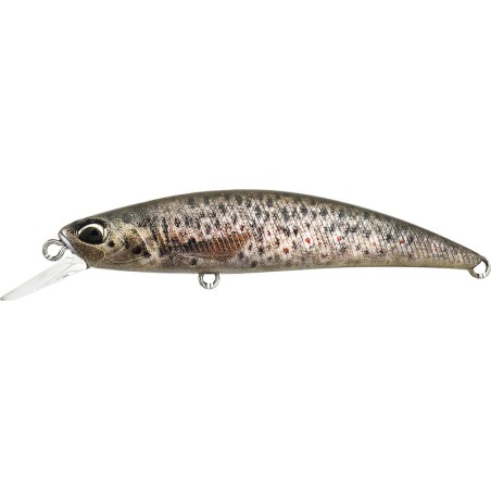 CCC3815 Brown Trout ND
