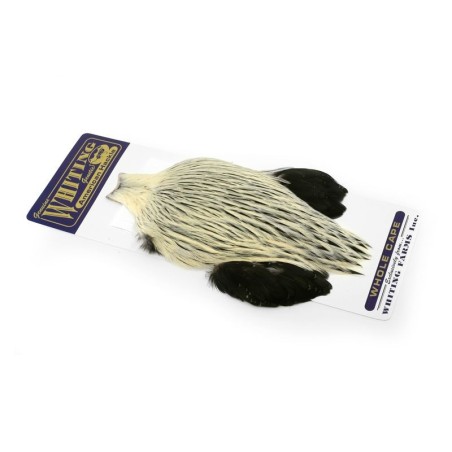 Silver Badger