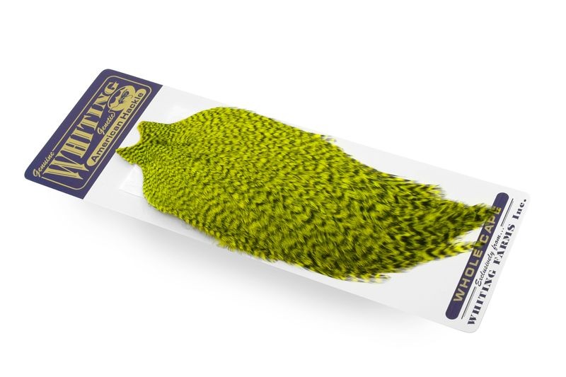 Capa de gallo americano Whiting Farms - Imagen 21 de 43