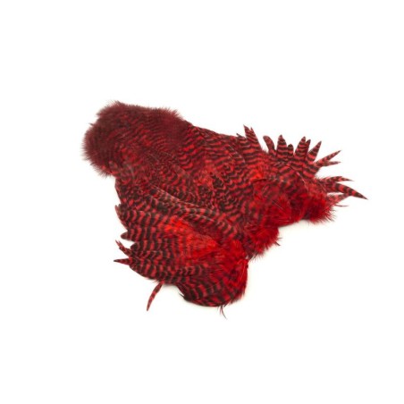 Grizzly teñido de rojo