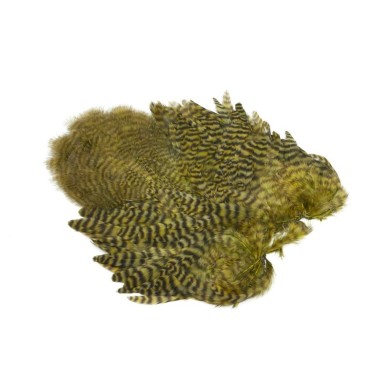 Grizzly teñido de oliva
