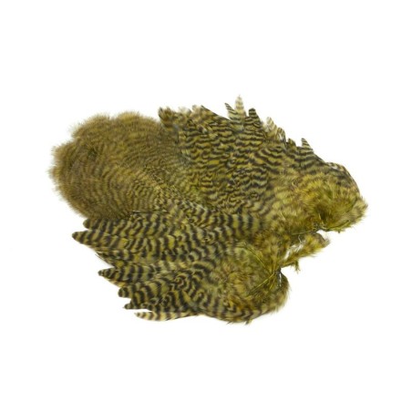 Grizzly teñido de oliva