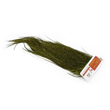 Grizzly teñido de oliva