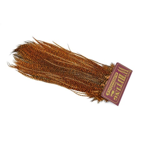 Grizzly dyed Golden Brown