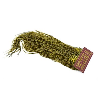 Grizzly teñido de amarillo pálido