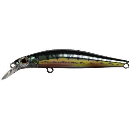 Nuptial minnow