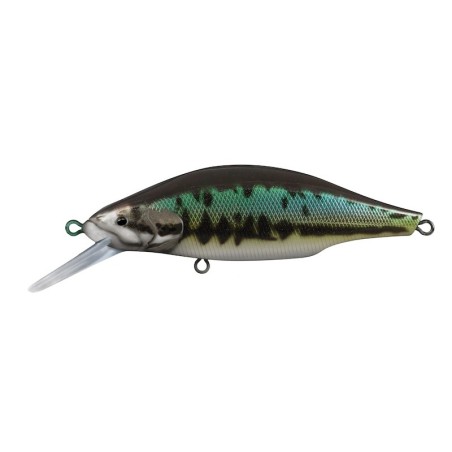 19 Black Bass