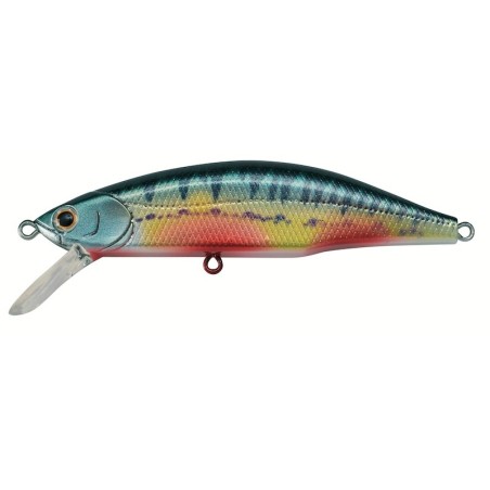 Nuptial minnow