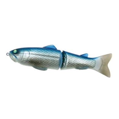 25 BLUE BACK SHINER