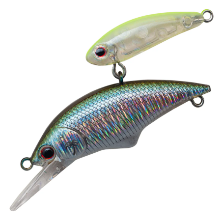 Smelt