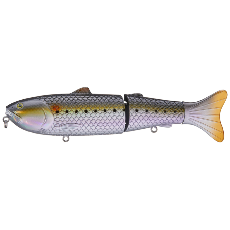 Sardines