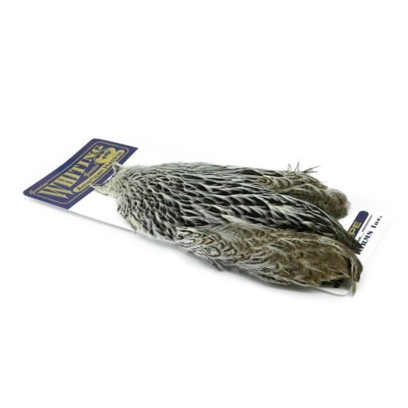 Silver Badger