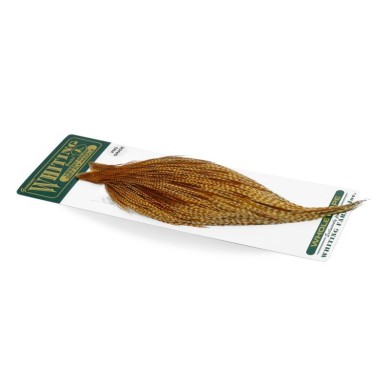 Barred Dark Ginger