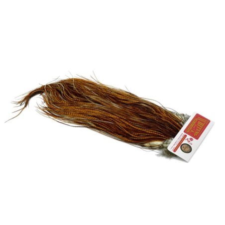 Barred Dark Ginger