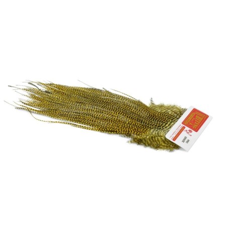 Grizzly teñido de paja dorada