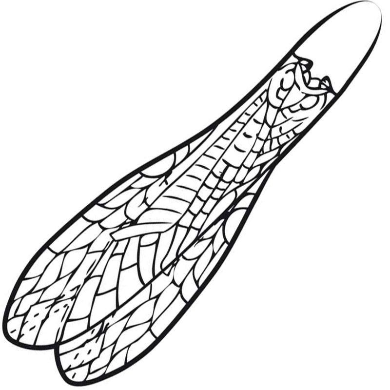 Pro Sportfisher Pro Adult Stonefly Wings