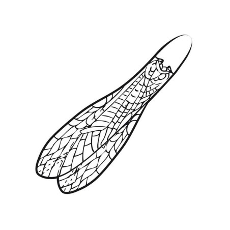 XS