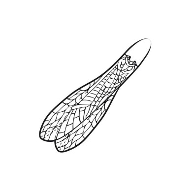 XXS