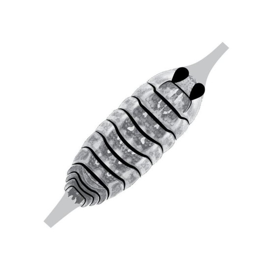 Pro Sportfisher Pro Gammarus SW Shell Back