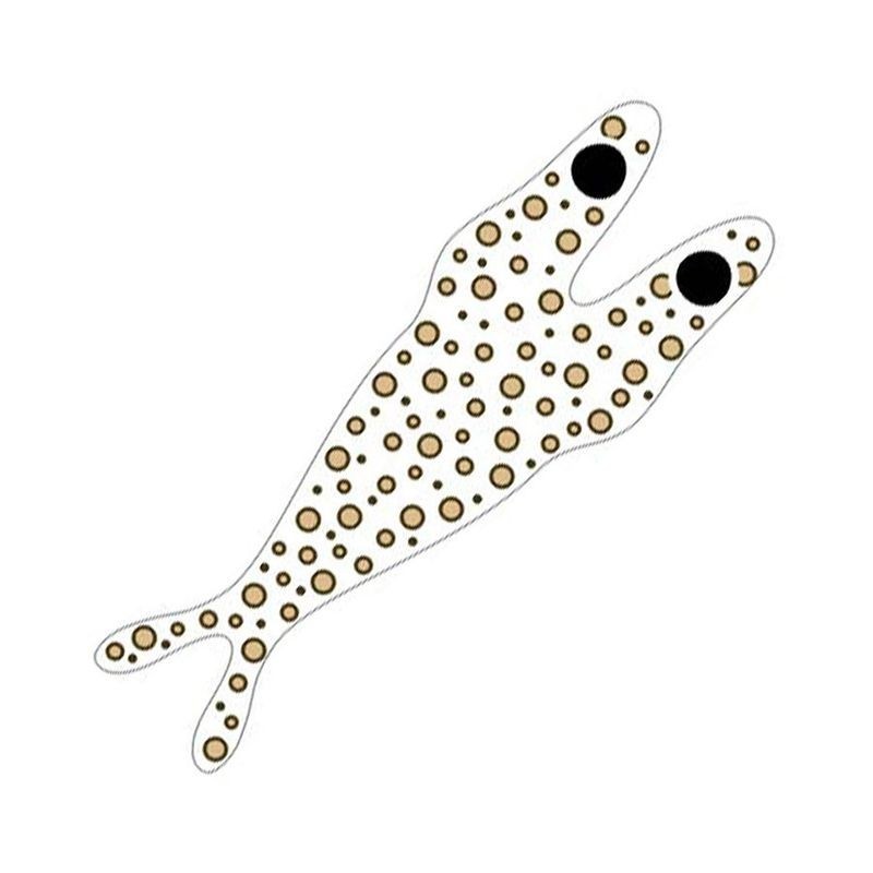 Pro Sportfisher Pro Shrimp Shell Skeletor