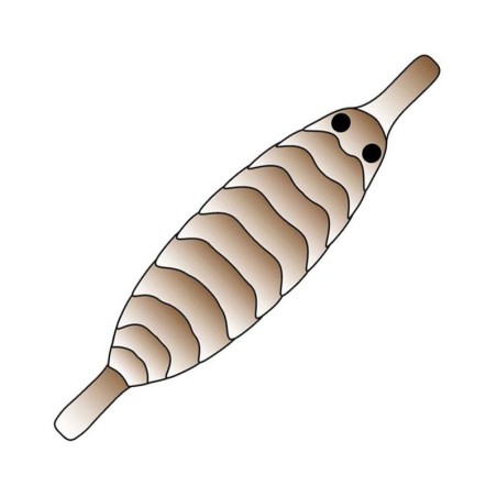 Brown - L