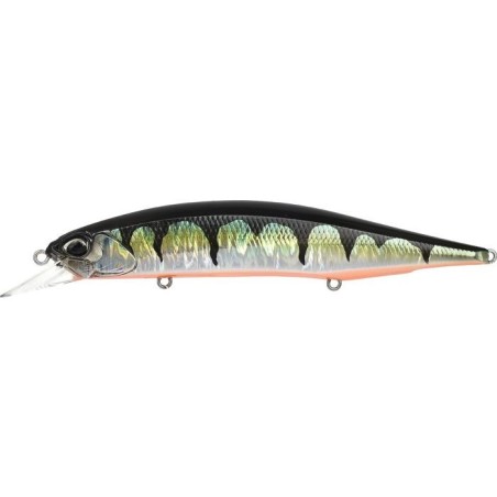 CPAZ429 RED FIN PERCH (UF)