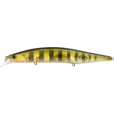 ASA3146 Gold Perch