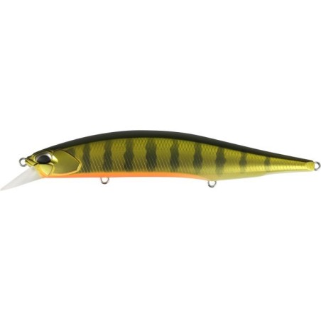 ASA3146 Perca dorada
