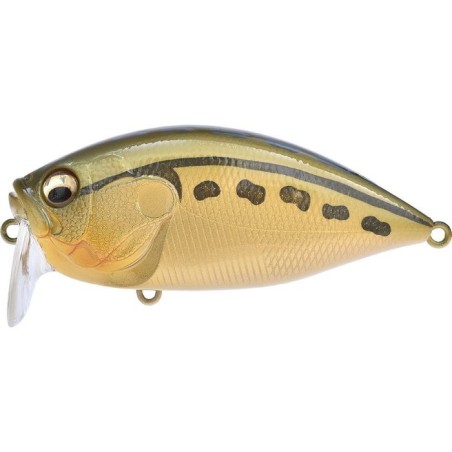 TONOMASA FROG (SP-C)