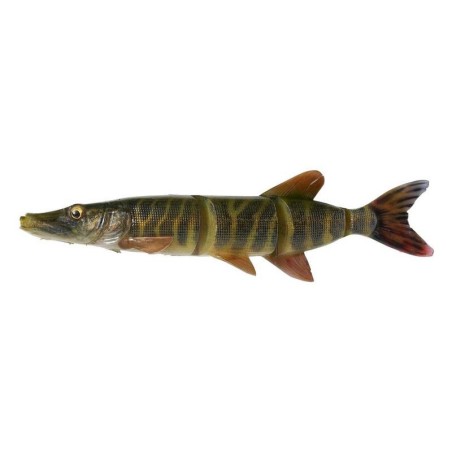STRIPED PIKE