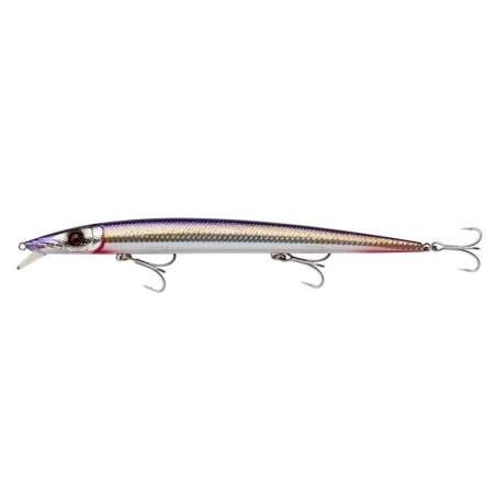 Gold Anchovy