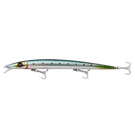 Sardines