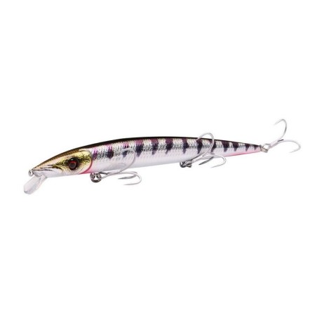 Barracuda
