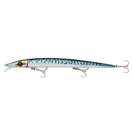 Blue Mackerel