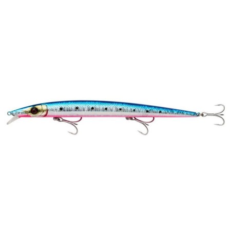 Pinkbelly Sardine
