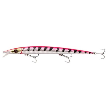 Pink Barracuda