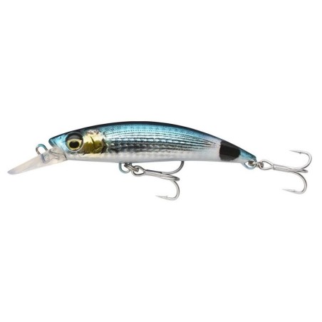 SADDLED BREAM