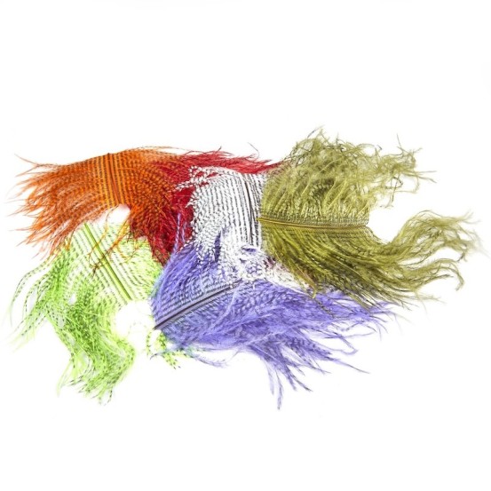 JMC Autruche Zébrée-